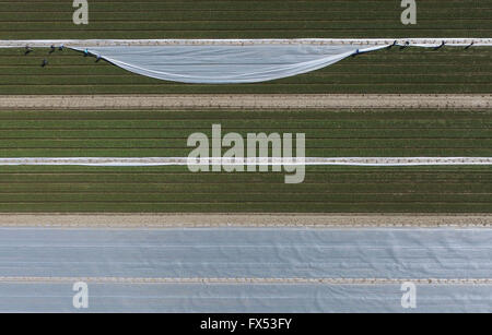 Bornheim, Allemagne. 12 avr, 2016. De plus en plus d'épinards sur un domaine couvert en aluminium près de Bornheim, Allemagne, 12 avril 2016. Les domaines couverts par une feuille plastique permettent une croissance rapide et une maturation rapide du légume. PHOTO : HENNING KAISER/dpa/Alamy Live News Banque D'Images