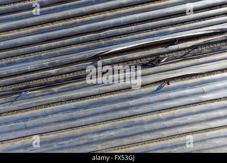 Bornheim, Allemagne. 12 avr, 2016. De plus en plus les asperges sous aluminium sur un champ près de Bornheim, Allemagne, 12 avril 2016. Les domaines couverts par une feuille plastique permettent une croissance rapide et d'un mûrissement rapide des fruits. PHOTO : HENNING KAISER/dpa/Alamy Live News Banque D'Images