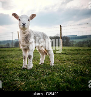Jeune agneau debout dans un champ à la recherche d'appareil photo dans le Yorkshire, UK. Banque D'Images