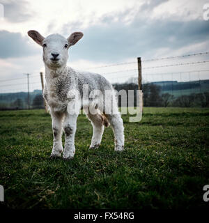 Jeune agneau debout dans un champ à la recherche d'appareil photo dans le Yorkshire, UK. Banque D'Images