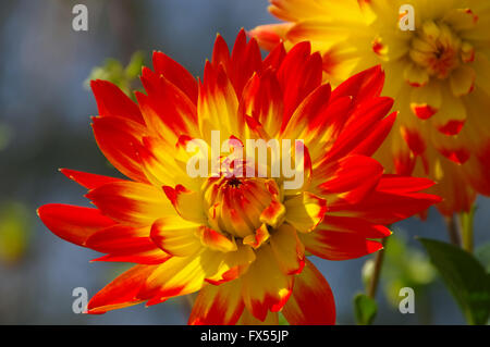 Dahlie en rot und gelb - Dahlia fleur en rouge et jaune, jardin d'été Banque D'Images