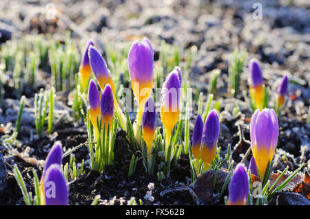 Krokus sieberi Firefly im Frühling - Crocus sieberi Firefly au printemps Banque D'Images