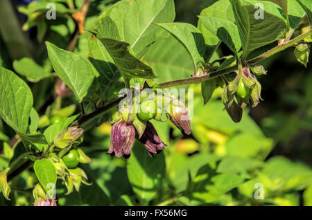 L'entreprise Beeren und Blüten der Schwarze Tollkirsche - fleurs et baies de belladone plante Banque D'Images