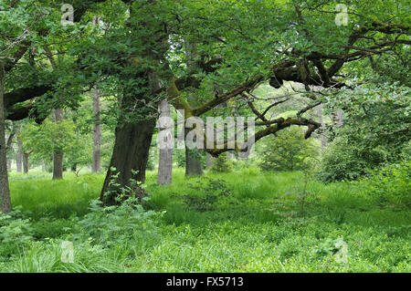 Urwald Sababurg in Deutschland - ancienne forêt de Sababurg en Allemagne Banque D'Images