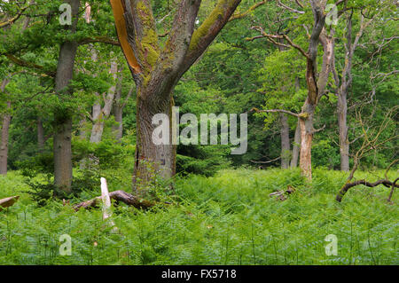 Urwald Sababurg in Deutschland - ancienne forêt de Sababurg en Allemagne Banque D'Images