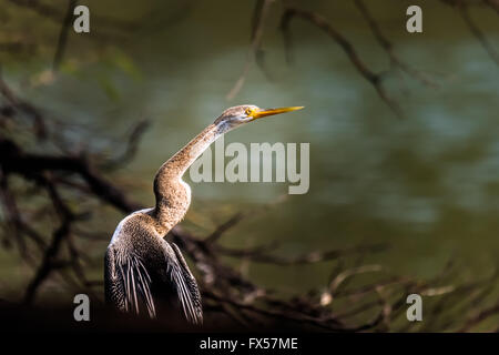 Le fouille-roche gris ou snakebirds sont principalement des oiseaux d'eau tropicaux dans la famille Anhingidae Anhinga d'avoir un seul genre. Banque D'Images