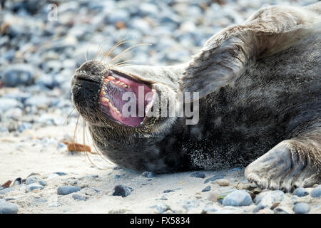 Les jeunes phoques gris de l'Atlantique, Halichoerus grypus, détail portrait avec bouche ouverte montrant les dents, à la plage de l'île de Helgoland, Banque D'Images