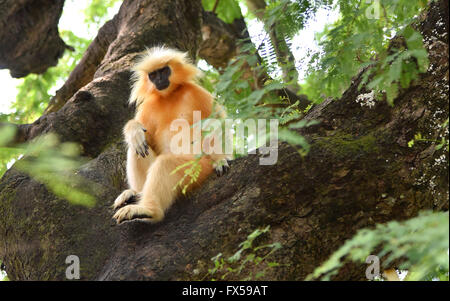 Gee's langur Doré (Golden Monkey) un singe vervet trouvés en Assam, Inde.C'est une des espèces de primates les plus menacées Banque D'Images