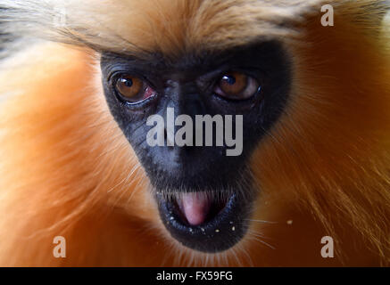 Gee's langur Doré (Golden Monkey) un singe vervet trouvés en Assam, Inde.C'est une des espèces de primates les plus menacées Banque D'Images