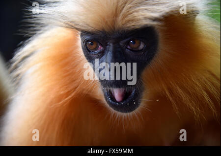 Gee's langur Doré (Golden Monkey) un singe vervet trouvés en Assam, Inde.C'est une des espèces de primates les plus menacées Banque D'Images