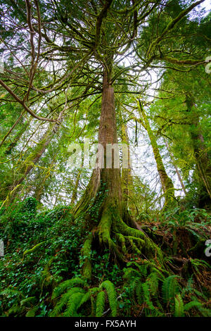 Grand sapin avec de grosses racines, de fougères, et de plus en plus de mousse en bas dans la forêt nationale de Siuslaw dans l'Oregon. Banque D'Images