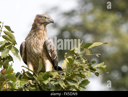 Miel orientale Pernis ptilorhynchus(Buzzard) à la proie Banque D'Images