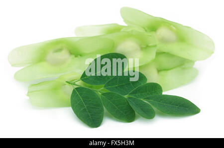 Les graines de Moringa avec feuilles sur fond blanc Banque D'Images