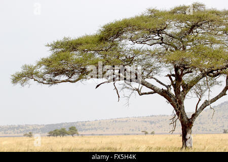 Green Tree in close-up contre savannah dans le parc national du Serengeti en Tanzanie Banque D'Images