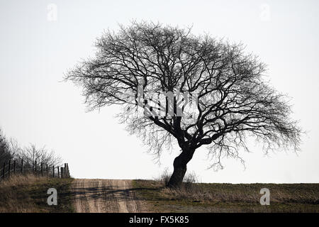 Début du printemps paysage avec une grande belle arbre sans feuilles Banque D'Images