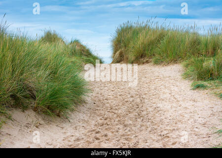 Sentier à travers les dunes de sable avec ciel bleu avant Banque D'Images