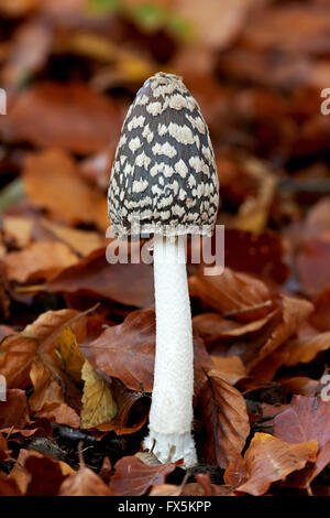 Pie champignon avec les feuilles d'automne dans l'arrière-plan Banque D'Images