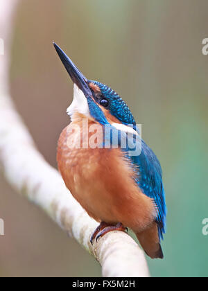 Kingfisher commun reposant sur une branche dans son habitat Banque D'Images