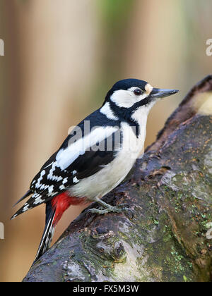 Pic reposant sur une branche dans son habitat Banque D'Images