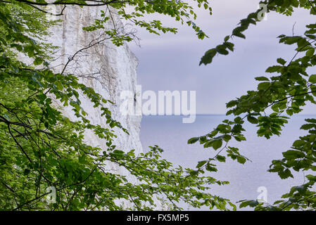 Falaises Blanches à Moen Danemark avec des feuilles vertes et gris nuageux Banque D'Images