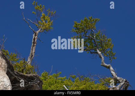 Arbres au bord de l'White Cliffs à Moen Danemark et ciel bleu Banque D'Images