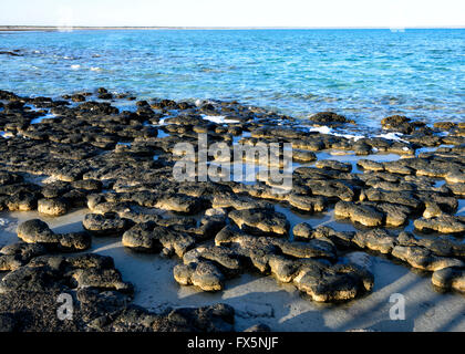 Les stromatolites, plus vieux fossiles connus sur terre, Hamelin Pool, la baie Shark, Australie occidentale, WA, Australie, zone du patrimoine mondial Banque D'Images