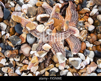 Une étoile de mer commune, ou d'étoile de mer commune (Asterias rubens) s'est échoué sur une plage de galets Banque D'Images