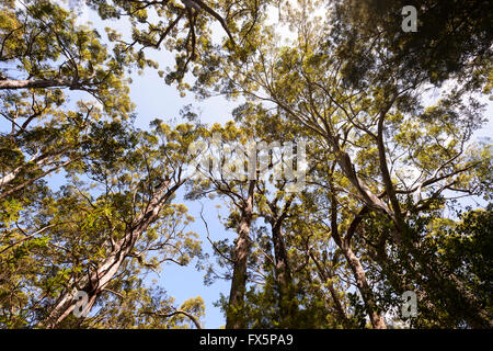 Red Tingle Tree (Eucalyptus jacksonii,), la Vallée des Géants, Walpole-Nornalup National Park, Australie occidentale Banque D'Images