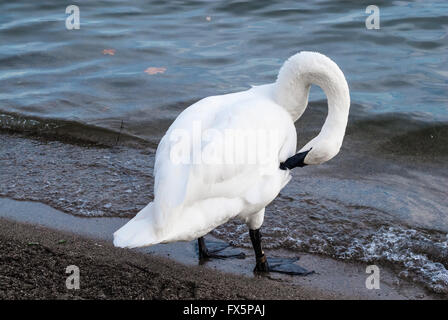 Seul le cygne de lissage et de toilettage lui-même par l'eau sur la plage. Banque D'Images