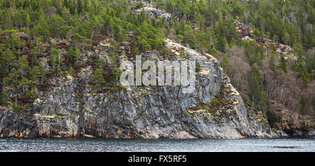 Photo de la nature norvégienne. Les petits arbres et les mousses poussent sur la roche côtière au printemps Banque D'Images