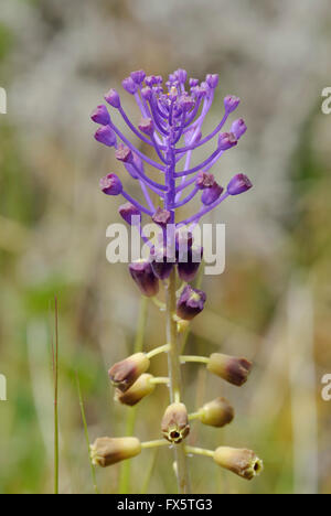 Jacinthe Tassel - Leopoldia comosa fleur sauvage de Chypre Banque D'Images