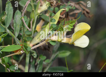 La vesce jaune poilue - Vicia hybrida Fleur d'escalade de Chypre Banque D'Images