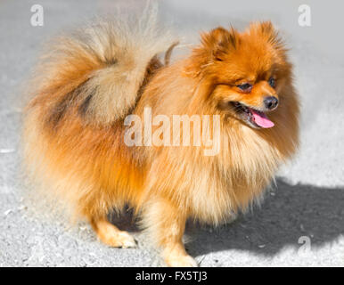 Chien pomeranian spitz animaux Banque D'Images