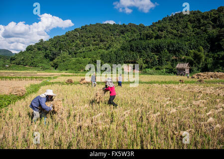 Les gens de la récolte du riz dans le bain d'après-midi près de Luang Namtha, au Laos Banque D'Images