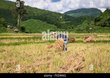 Les gens de la récolte du riz dans le bain d'après-midi près de Luang Namtha, au Laos Banque D'Images