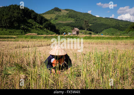 Les gens de la récolte du riz dans le bain d'après-midi près de Luang Namtha, au Laos Banque D'Images