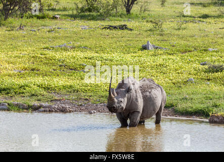 Un crochet (noir-lipped Rhinoceros) alerte permanent dans un étang dans le parc national d'Etosha, Namibie. Devil's thorn fleurs. Banque D'Images