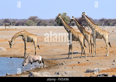 Les Girafes (Giraffa camelopardalis) et oryx d'alcool au point d'Chudop dans Etosha National Park, Namibie Banque D'Images