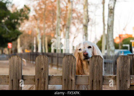 Blonde attend son chien fidèle retour propriétaires Banque D'Images