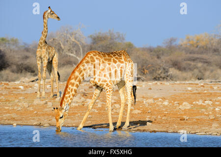 Girafe (Giraffa camelopardalis) cintrage de boire au Klein Namutoni Waterhole dans Etosha National Park, Namibie Banque D'Images