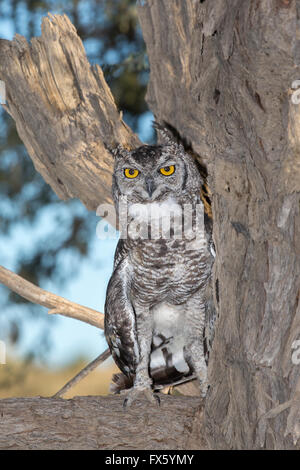 Spotted Eagle owl (Bubo africanus), Kgalagadi Transfrontier Park, Northern Cape, Afrique du Sud Banque D'Images