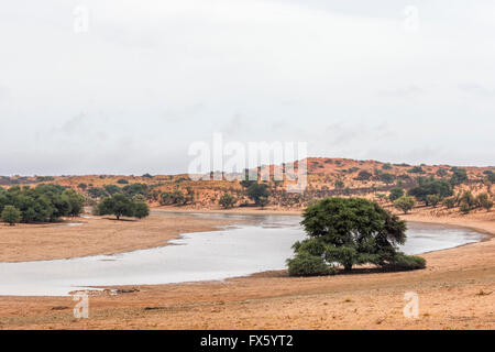 Rivière Auob inondée après la pluie, Kgalagadi Transfrontier Park, Afrique du Sud Banque D'Images