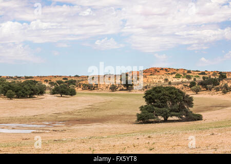 L'écologisation de la rivière Auob après la pluie, Kgalagadi Transfrontier Park, Afrique du Sud, Banque D'Images