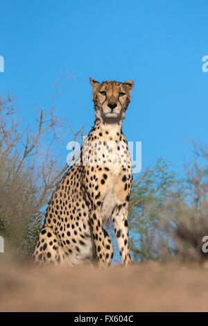 Le Guépard (Acinonyx jubatus), Kgalagadi Transfrontier Park, Northern Cape, Afrique du Sud Banque D'Images