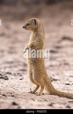 Les jeunes (Cynictis penicillata mangouste jaune) en alerte, Kgalagadi Transfrontier Park, Northern Cape, Afrique du Sud Banque D'Images