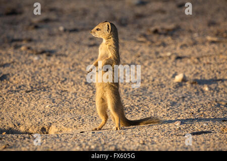 Les jeunes (Cynictis penicillata mangouste jaune) en alerte, Kgalagadi Transfrontier Park, Northern Cape, Afrique du Sud Banque D'Images