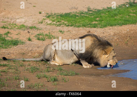 Male lion (Panthera leo) d'alcool et de pan dans le Kalahari saisonniers, Kgalagadi Transfrontier Park, Northern Cape, Afrique du Sud, Banque D'Images