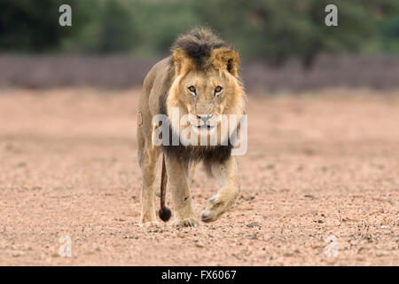 Male lion (Panthera leo) en patrouille dans le Kalahari, Kgalagadi Transfrontier Park, Northern Cape, Afrique du Sud Banque D'Images