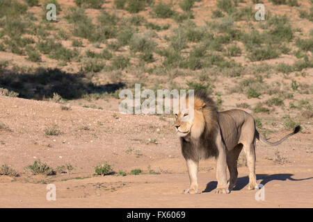 Male lion (Panthera leo) en patrouille dans le Kalahari, Kgalagadi Transfrontier Park, Northern Cape, Afrique du Sud Banque D'Images