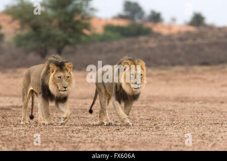 Les lions (Panthera leo) en patrouille dans le Kalahari, Kgalagadi Transfrontier Park, Northern Cape, Afrique du Sud Banque D'Images